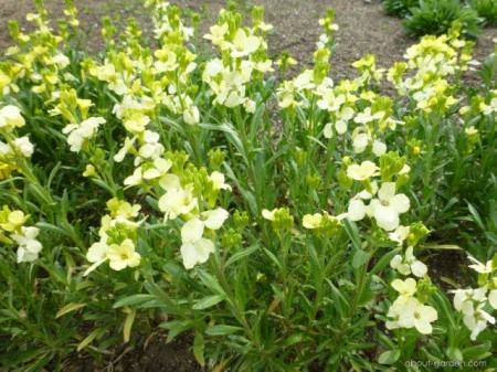 Micsuneaua ruginie-Cheiranthus cheiri Ivory White - Img 2