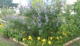 Mielareaua-Vitex agnus castus - Img 7