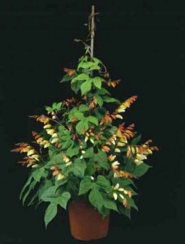 Mina lobata - Img 5