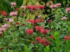 Monarda didyma 'Panorama mix' - Img 4