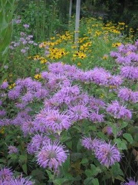 Monarda Fistulosa-Wild Bergamot - Img 2