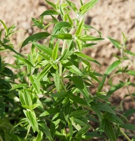 Mountain Mint-Pycnanthemum mix - Img 6