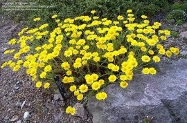 Musetel galben-Anthemis tinctoria - Img 7