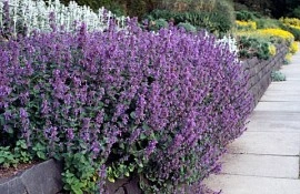 Nepeta mussini-Catmint - Img 3