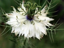 Nigella Sativa-Negrilica - Img 2