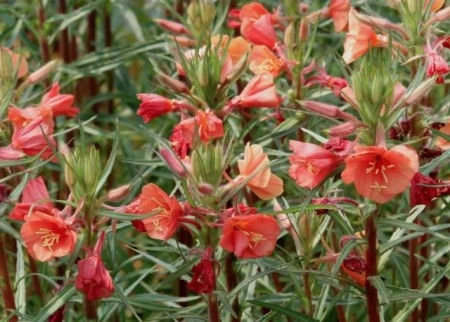 Oenothera Versicolor Sunset Boulevard - Img 2