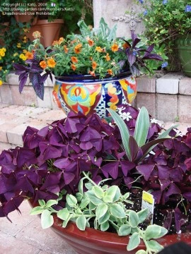 Oxalis Triangularis - Img 2