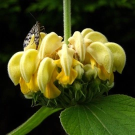 Phlomis russeliana-Ierusalim Salvie - Img 6