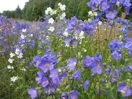 Polemonium Caeruleum-Jacob's Ladder Blue - Img 4