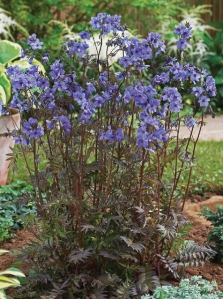 Polemonium Yezoense Purple Rain Strain - Img 2