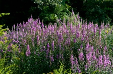 Rachitan-Lithrum Salicaria - Img 6