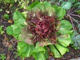 Radicchio-Cicoare rosie - Img 2
