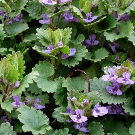Rotunjoara-Glechoma Hederacea - Img 3