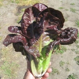 Salata verde Red Romaine-Red Cos Lettuce - Img 3