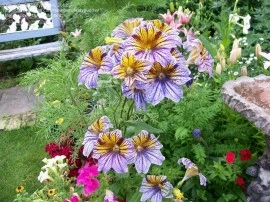 Salpiglossis sinuata mix - Img 6