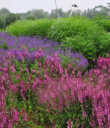 Salvia Nemorosa Rose Queen - Img 2