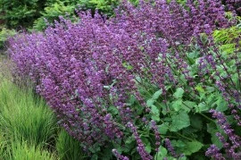 Salvia Verticillata Purple Rain - Img 3