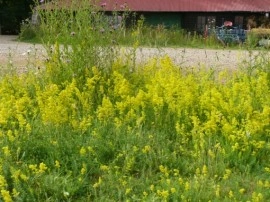 Sanziene galbene-Galium verum - Img 3