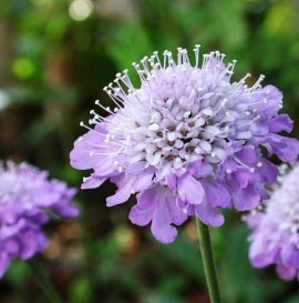 Scabiosa atropurpurea mix - Img 3