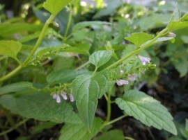 Scutellaria lateriflora-Gura lupului - Img 4