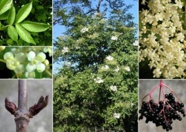 Soc-Sambucus nigra - Img 3