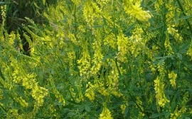 Sulfina-Melilotus officinalis - Img 4