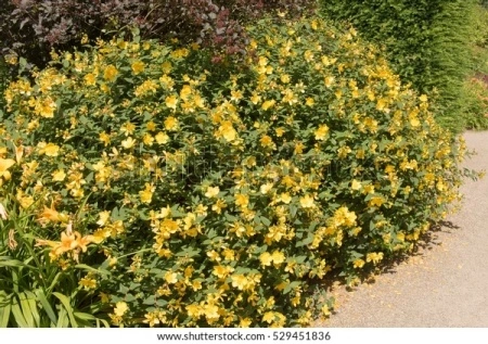 Sunatoare decorativa-Hypericum Monserianum - Img 5