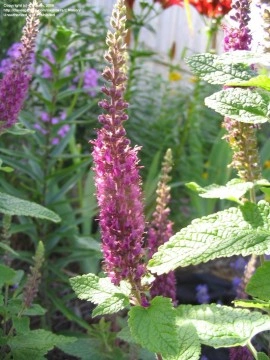 Teucrium hyrcanicum Purple Tails - Img 2