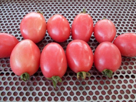 Tomate cherry Pink Thai Egg - Img 6