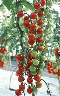 Tomate cherry Supersweet 100 F1 - Img 3