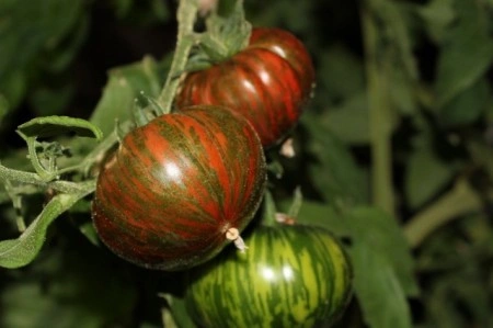 Tomate Chocolate Stripes - Img 2