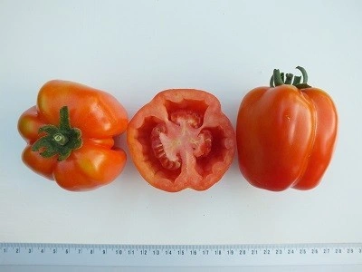 Tomate Gogosar - Img 5