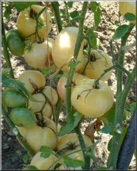 Tomate White Princess - Img 2