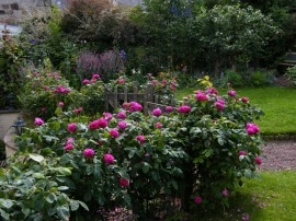 Trandafir de dulceata Rose de Rescht - Img 4