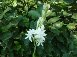 Tuberoze-Polianthes tuberosa - Img 3