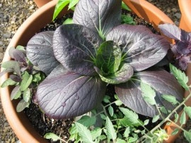 Varza chinezeasca Pak Choi Rubi F1 - Img 5