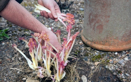 Varza de mare-Crambe maritima - Img 5