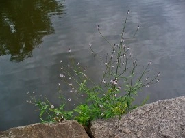 Verbena Officinalis - Img 2