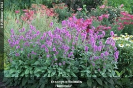 Vindecea-Stachys officinalis - Img 4
