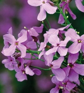 Violeta de noapte-Hesperis Matronalis - Img 5