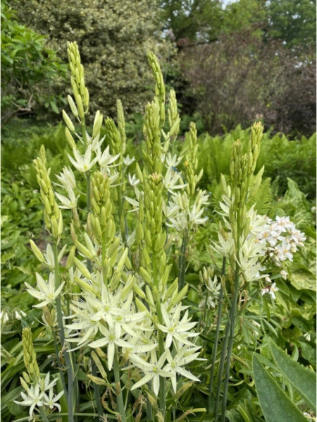 Zambila Indiana-Camassia Caerulea Alba - Img 3
