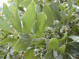 Acacia Mangium - Img 6