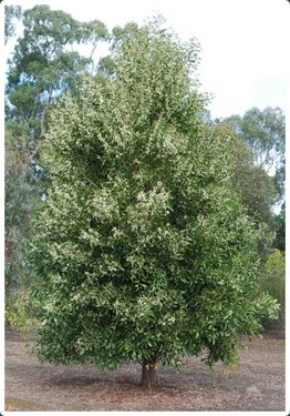 Acacia melanoxylon - Img 2