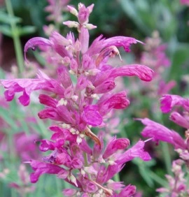 Agastache Arcado Pink - Img 2