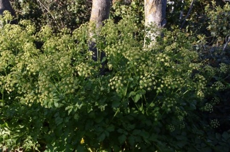 Alexanders-Smyrnium Olusatrum - Img 2