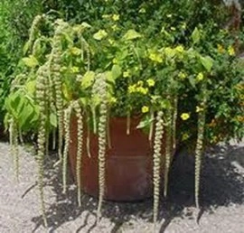 Amaranthus caudatus Green Cascade - Img 2
