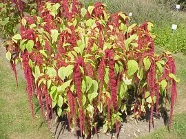 Amaranthus caudatus - Img 2