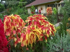 Amaranthus tricolor Splendens - Img 4