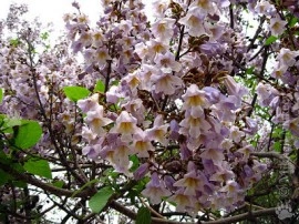 Arborele Printesei-Paulownia tomentosa - Img 2