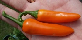 Ardei iute Bulgarian Carrot - Img 3